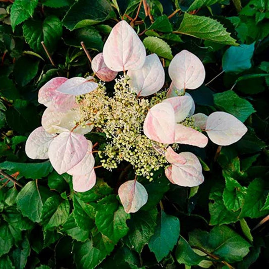  Schizophragma Hydrangeoides 'roseum' - Schizophragma Hydrangeoides 3l