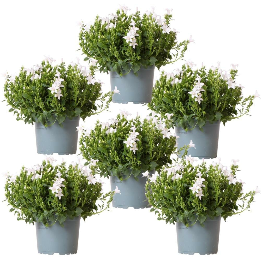  Campanula Addenda - Glockenblume Weiß - 12cm Topf - 6 Pflanzen Ausreichend Für 1qm - Bodendecker - Ambella - Winterhart