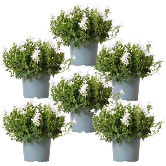  Campanula Addenda - Glockenblume Weiß - 12cm Topf - 6 Pflanzen Ausreichend Für 1qm - Bodendecker - Ambella - Winterhart