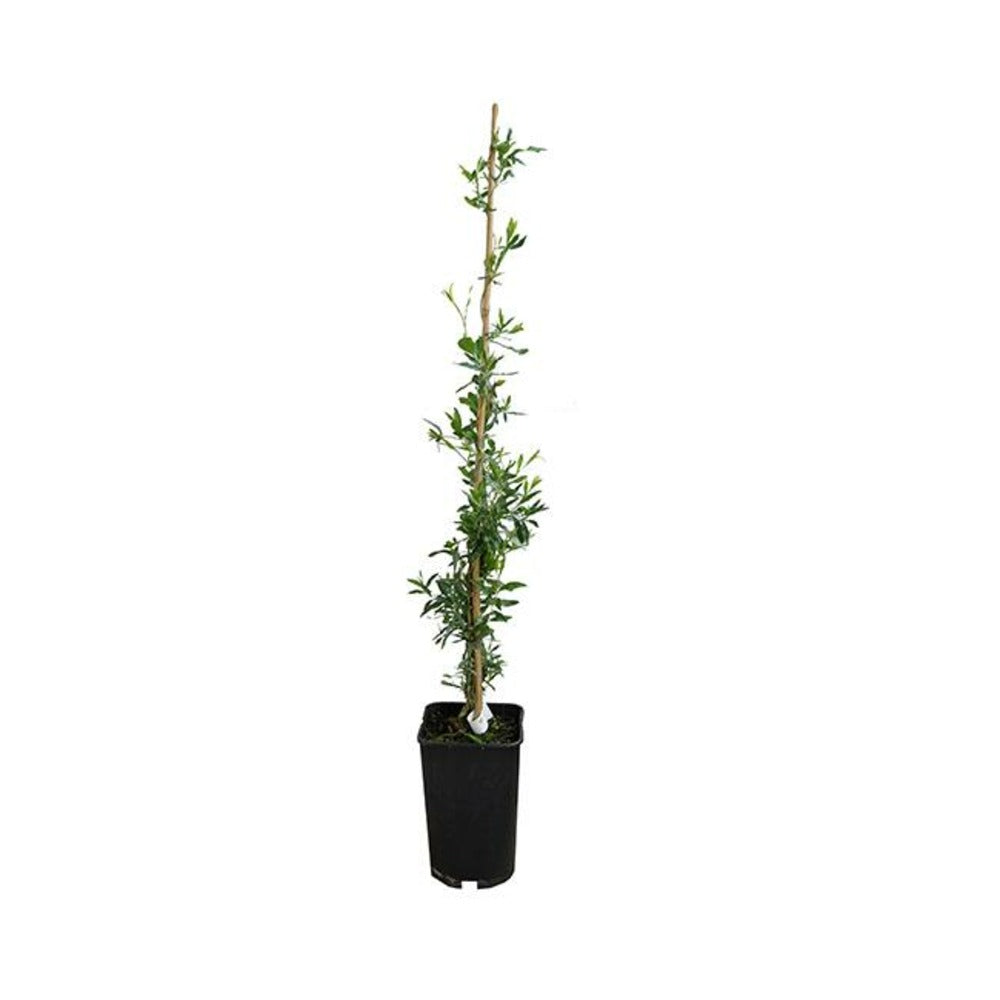 Sollya Heterophylla - Sollya Heterophylla 3l