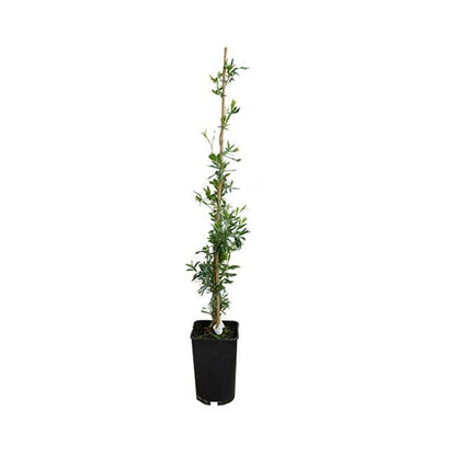  Sollya Heterophylla - Sollya Heterophylla 3l