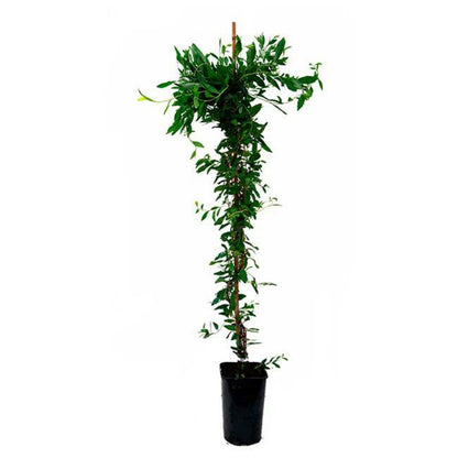  Sollya Heterophylla - Sollya Heterophylla 3l