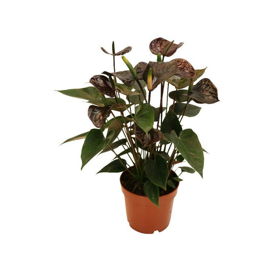  Anthurium Andreanum "black Karma" - Avec Fleur Noire Dans Un Pot De 12cm