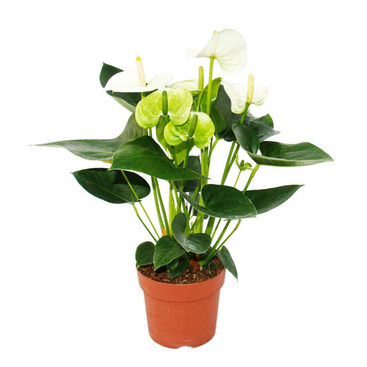  Fleur De Flamant Rose "sierra White" Blanc Anthurium Andreanum 14cm