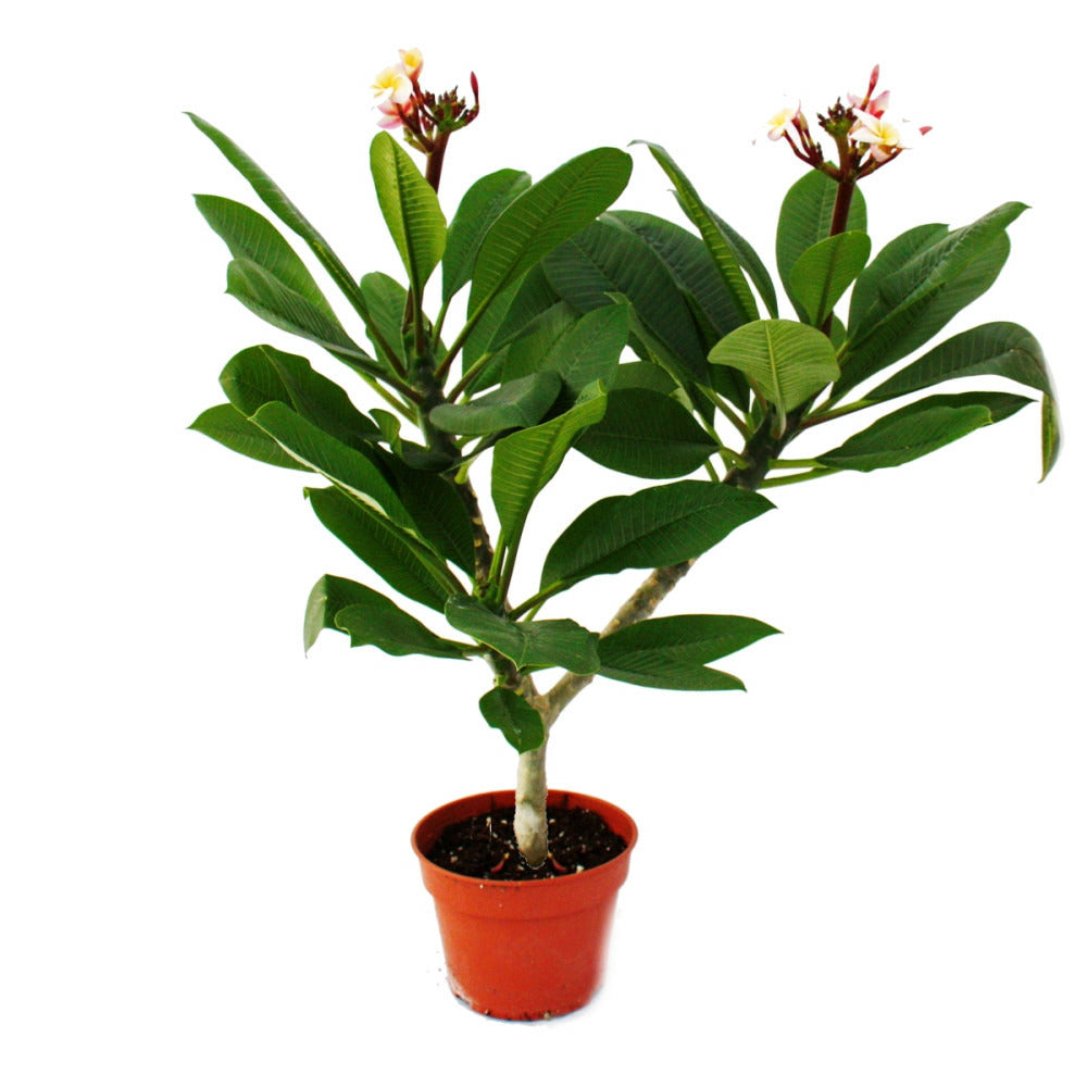  Arbre Du Temple Hawaïen - Plumeria - Couleur Surprise