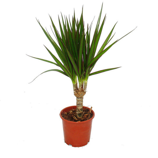  Exotenherz - Dragonnier - Dracaena Marginata - 1 Plante - Plante D'intérieur Facile D'entretien - Purificateur D'air - Pot De 12cm