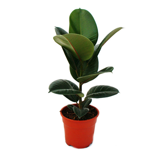  Caoutchouc - Ficus Elastica "robusta" - Pot De 17cm