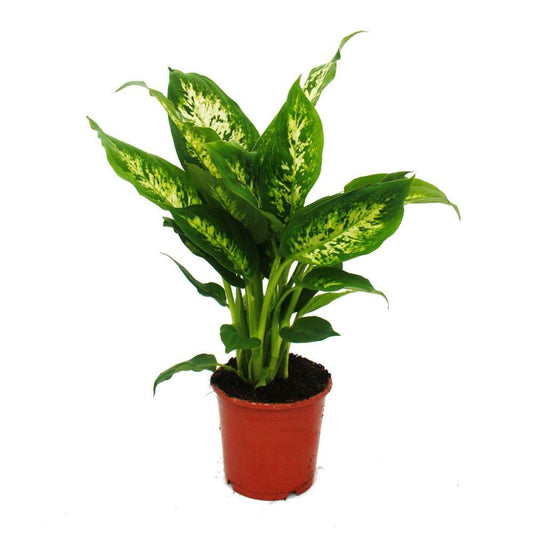  Exotenherz - Dieffenbachia "compacta" - 1 Plante - Plante D'intérieur Facile D'entretien - Purifiant L'air - Pot De 12cm