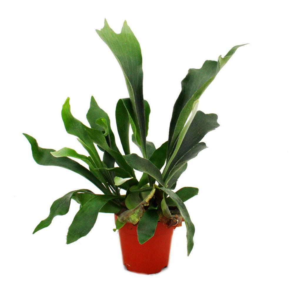  Platycerium Bifurcatum - Fougère Bois Dans Un Pot De 12 Cm