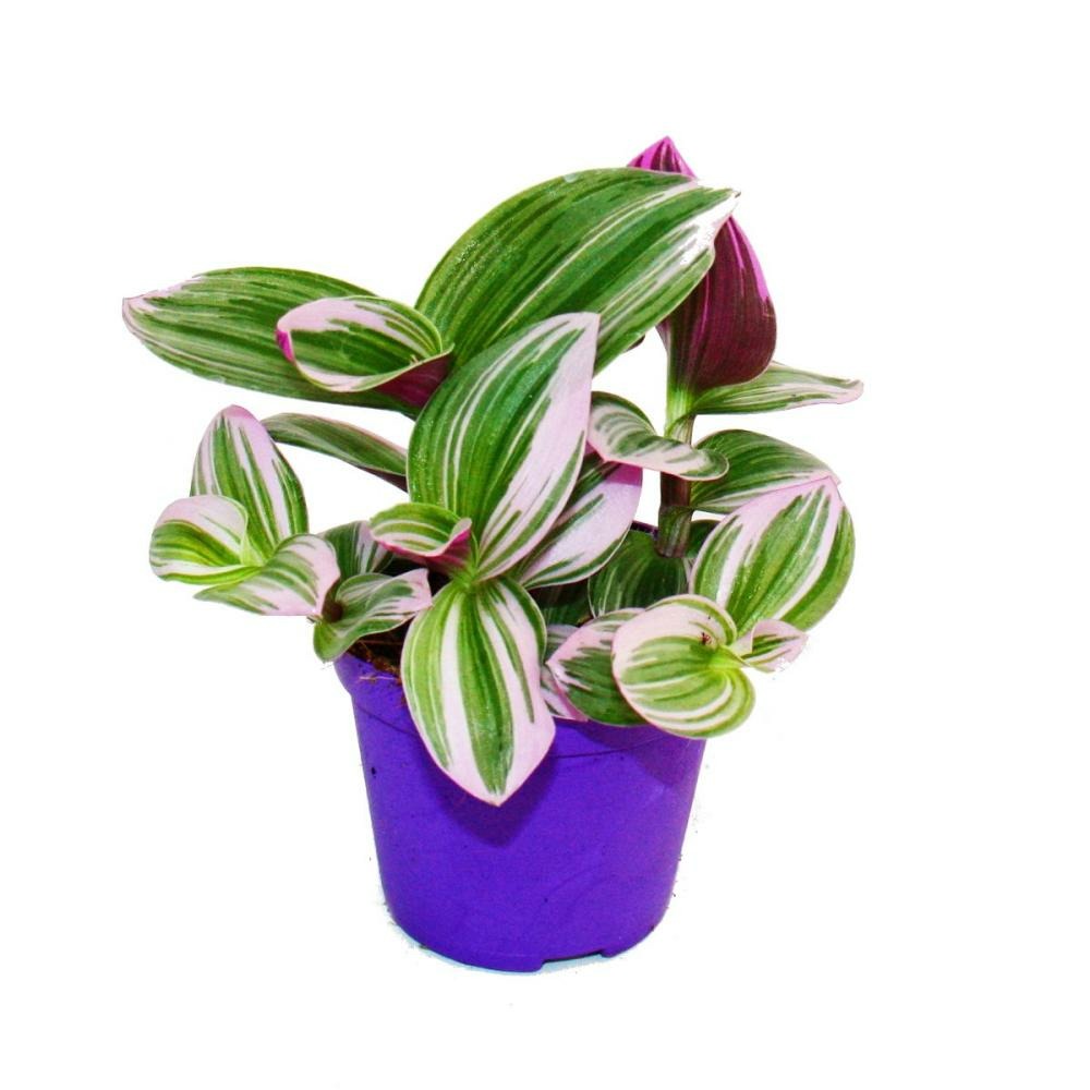  Exotenherz - Fleur à Trois Mâts - Tradescantia "nanouk" - Plante D'intérieur à Suspendre Facile D'entretien - Pot 9cm - Rose