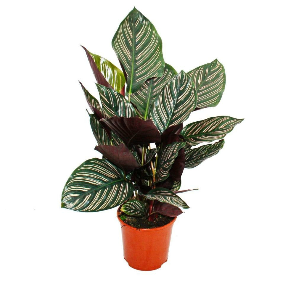  Plante D'ombre à Motif De Feuilles Inhabituel - Calathea Ornata - Pot De 14cm - Hauteur Env. 50cm