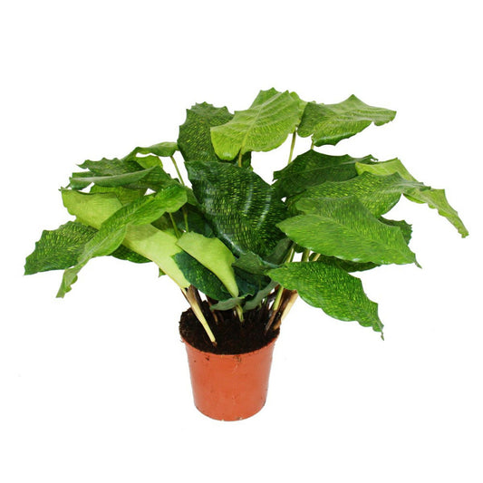  Plante D'ombre Avec Un Motif De Feuilles Inhabituel - Calathea Musaica "network" - Pot De 14 Cm - Hauteur 40 Cm Environ