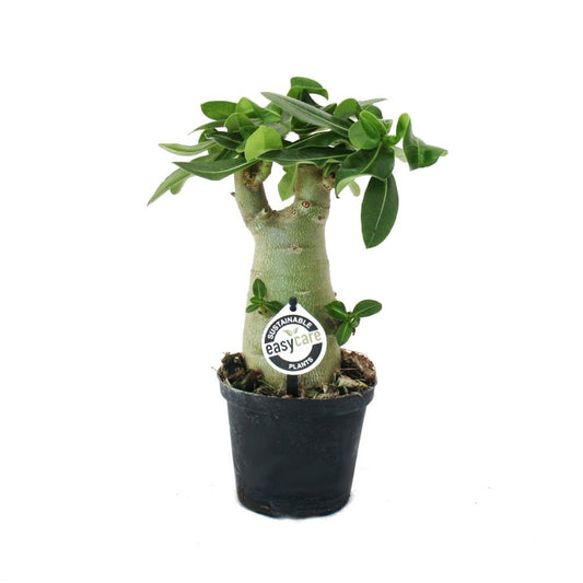  Petite Rose Du Désert, Adenium, Couleur Surprise, Pot De 16cm