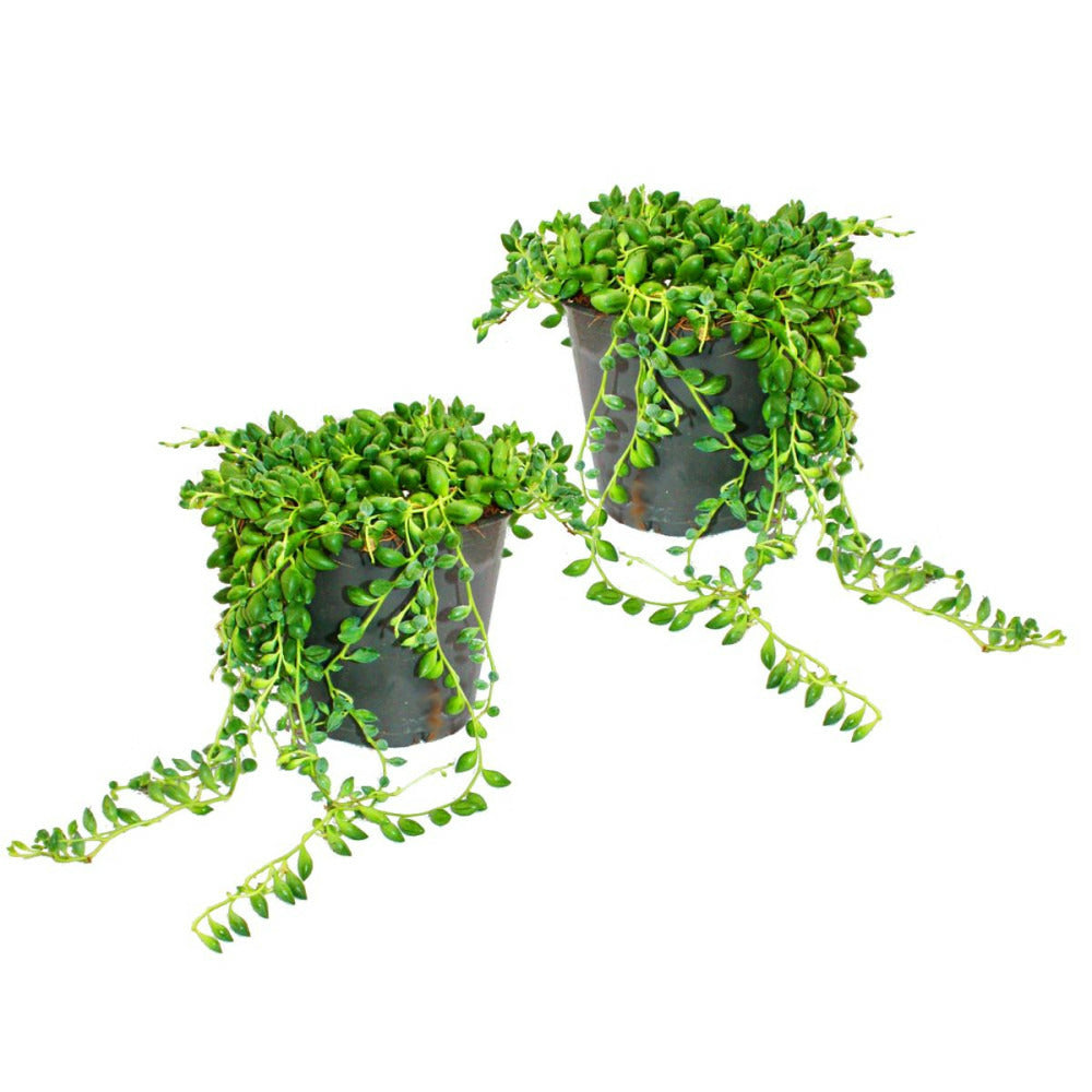  Lot De 2 Pois Senecio Herreanus Sur Ruban Pot De 9cm