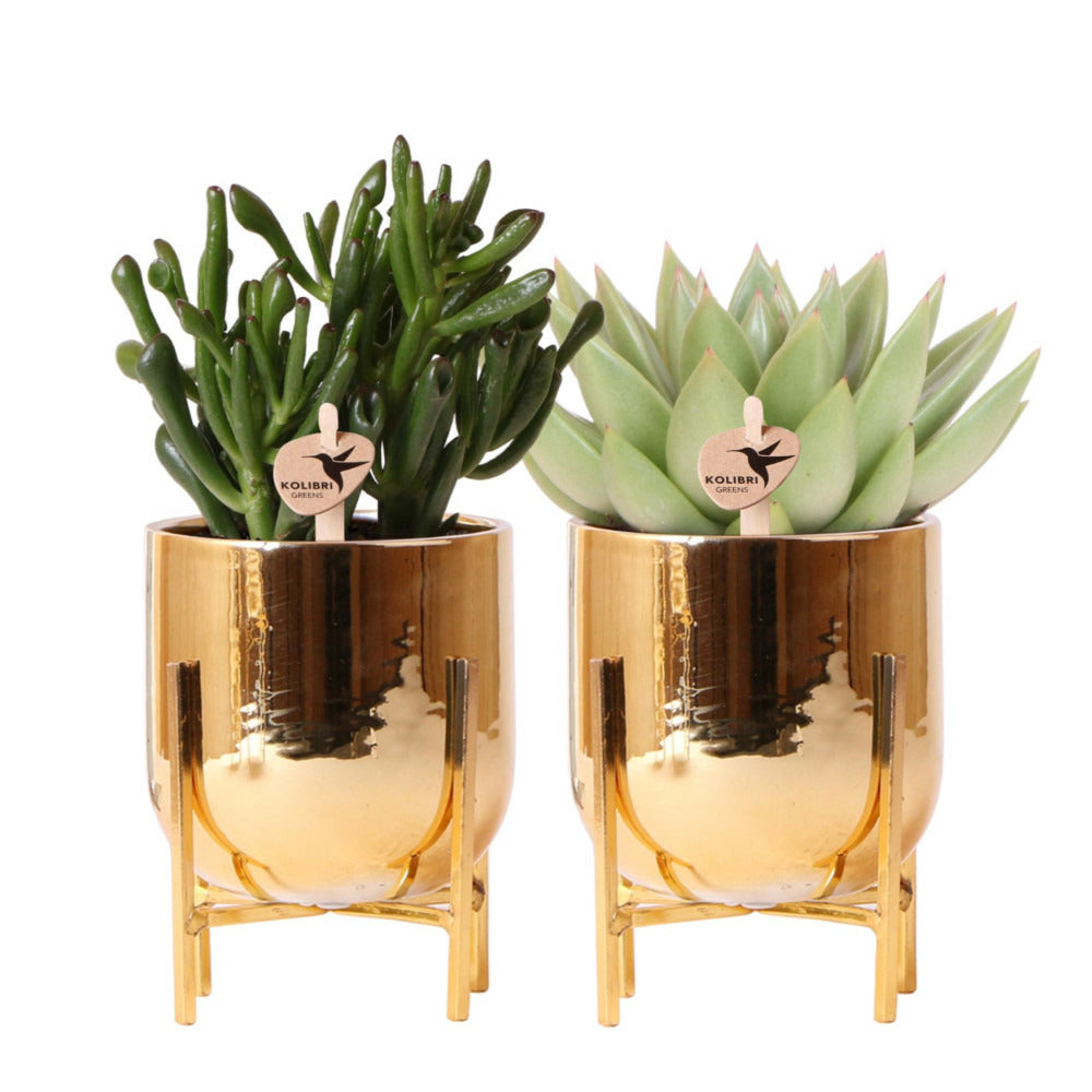  Verts Colibri | Ensemble De 2 Plantes Grasses En Pots Décoratifs Nordiques Dorés - Pot En Céramique Taille 9cm