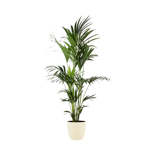  Kentia Palme - Howea Forsteriana - Xxl - Environ 165cm De Haut - Dans Le Pot "brussels" - Crème