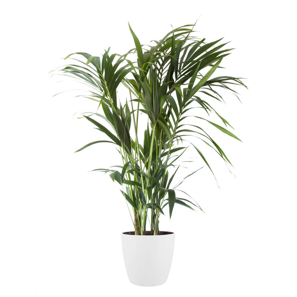  Palmier Kentia - Howea Forsteriana - Environ 130cm De Haut - Dans Le Pot "brussels" - Blanc