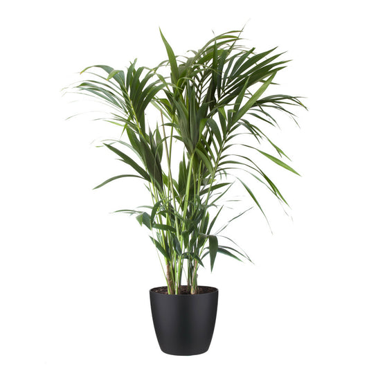  Palmier Kentia - Howea Forsteriana - Environ 130cm De Haut - Dans Le Pot "brussels" - Noir