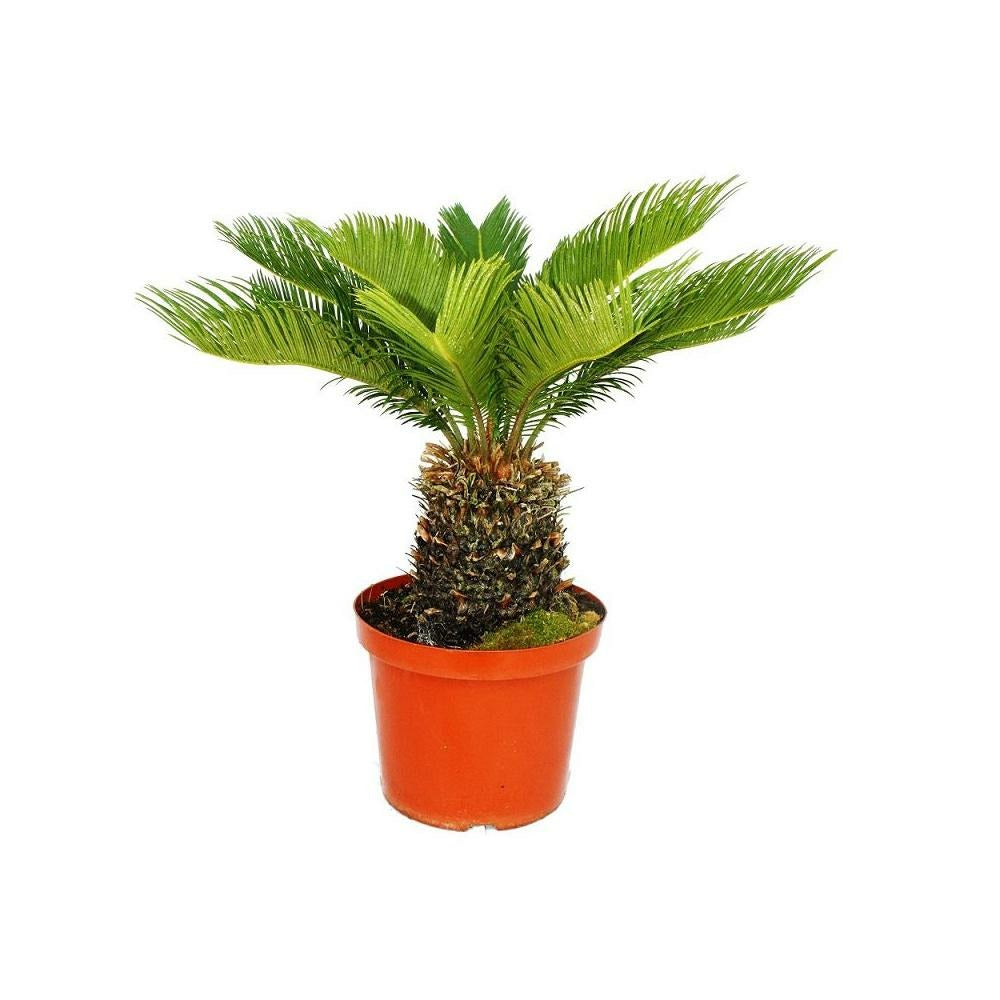  Cycas Revoluta - Fougère Palmiste Japonaise En Pot De 28cm
