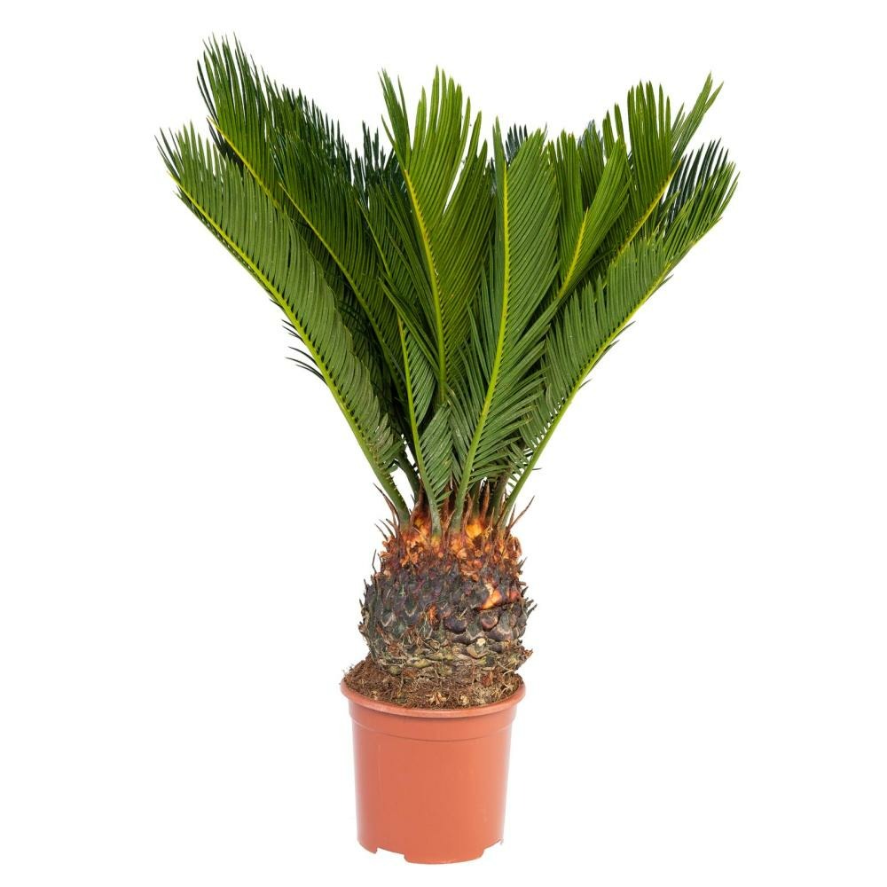  Fougère De Palmier Japonaise - Cycas Revoluta En Pot De 14 Cm