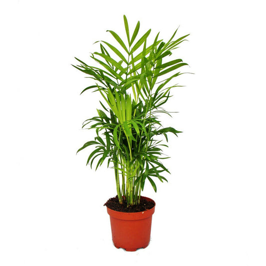  Exotenherz - Palmier De Montagne - Chamaedorea Elegans - 1 Plante - Facile D'entretien - Purificateur D'air - Pot 12cm