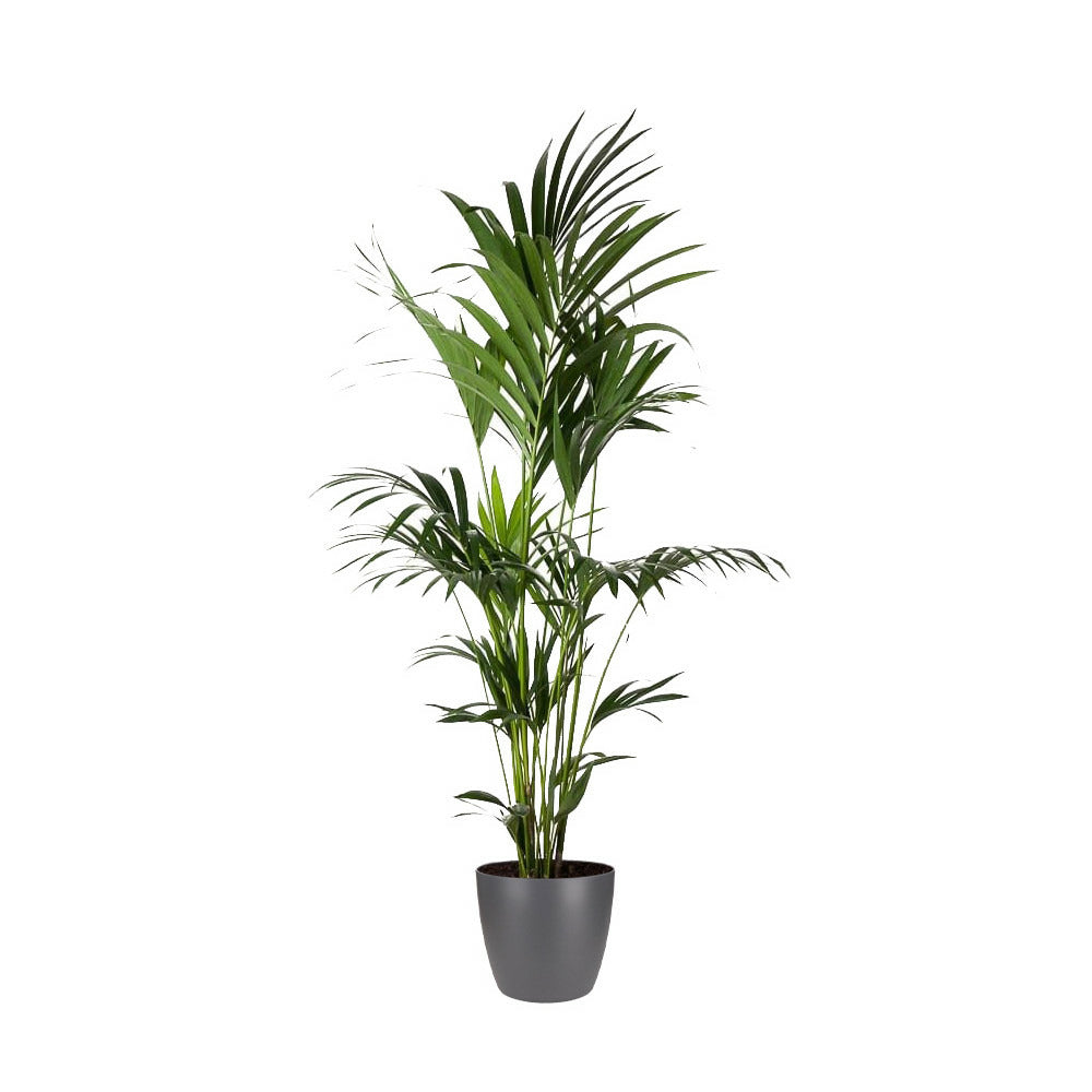  Palmier Kentia - Howea Forsteriana - Xxl - Environ 165cm De Haut - Dans Le Pot "brussels" - Anthracite/gris