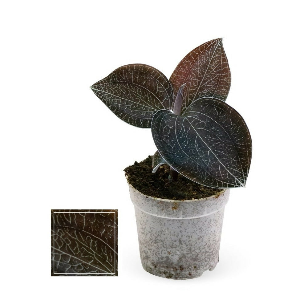 Jewel Orchid - Macodes Anoectochilus Onyx - Mini Orchidée Terrestre à Feuilles Fantaisies - Pot 6cm