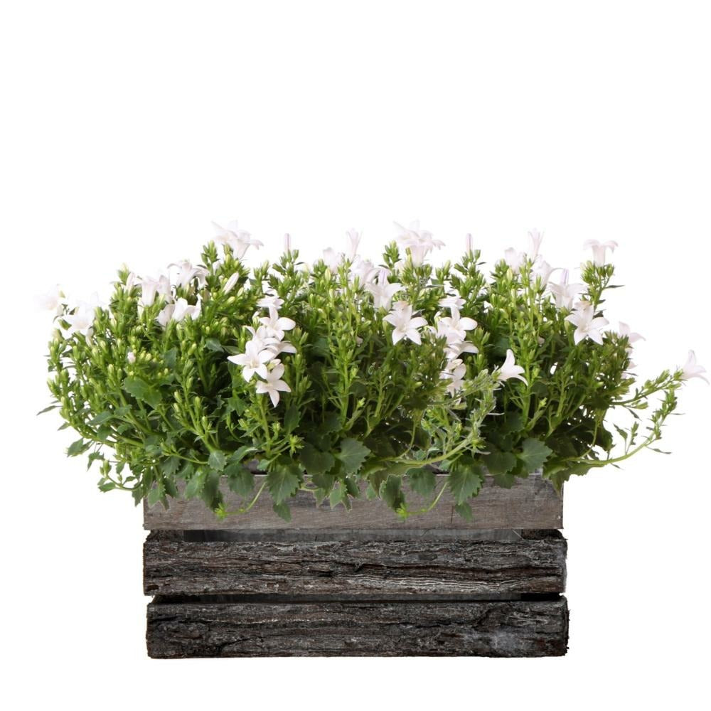  Campanula Addenda Ambella - Glockenblume Weiß - Holzschale Mit 2 Gartenpflanzen - 12cm Topf - Mehrjährig - Winterhart