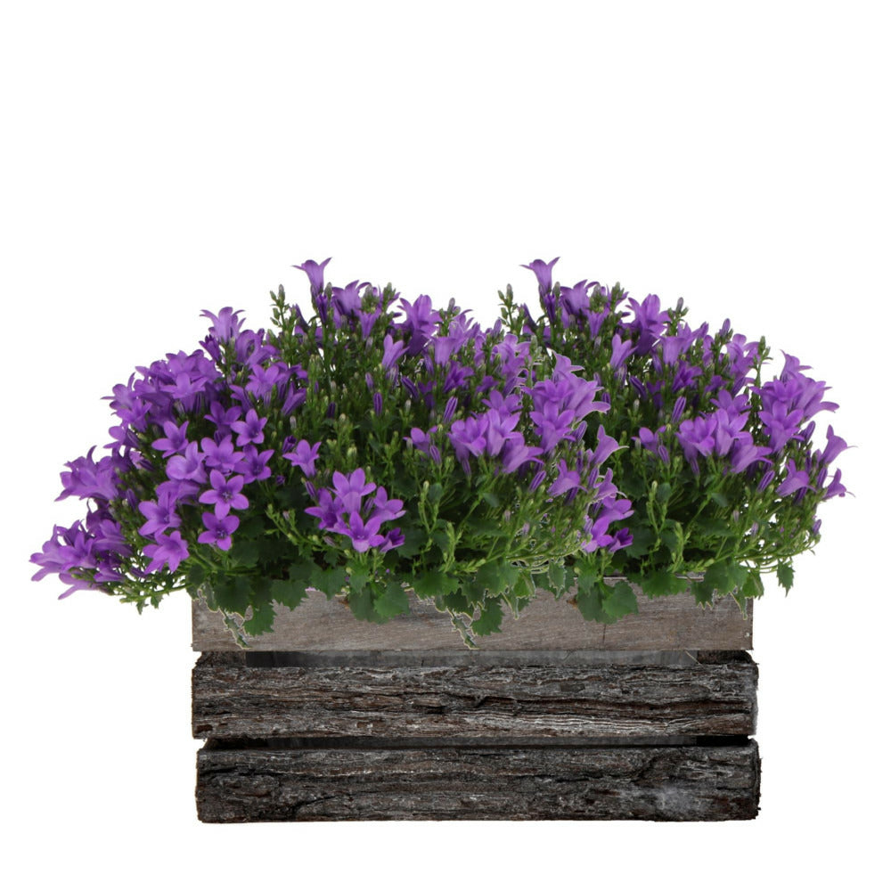  Campanula Addenda Ambella - Glockenblume Intensives Lila - Holzschale Mit 2 Gartenpflanzen - 12cm Topf - Mehrjährig - Winterhart