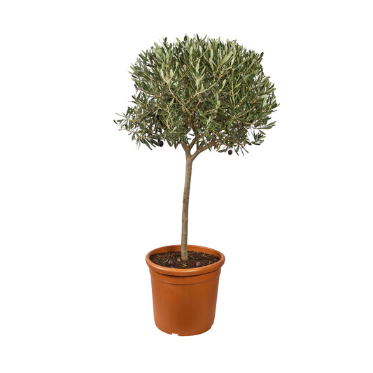  Olivier, Olea Europeae : Tige H.140/160 Cm, C18,5L