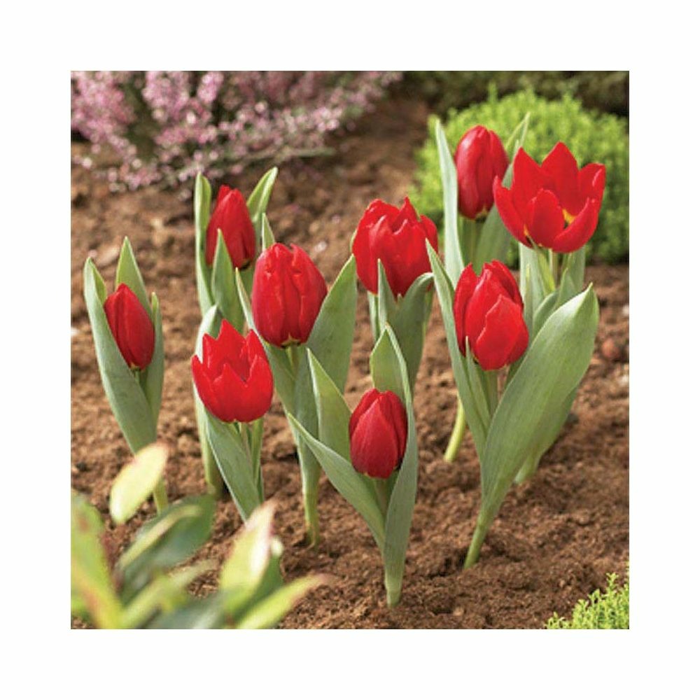  Panier Pour Bulbes Rond 30 Cm (lot De 2)