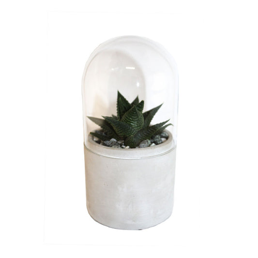  Mini Kit Terrarium Succulente Vert