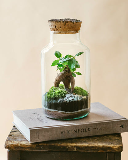  Kit Terrarium Diy - Napoli