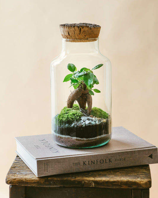  Kit Terrarium Diy - Napoli