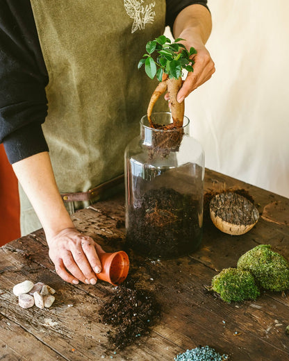  Kit Terrarium Diy - Napoli