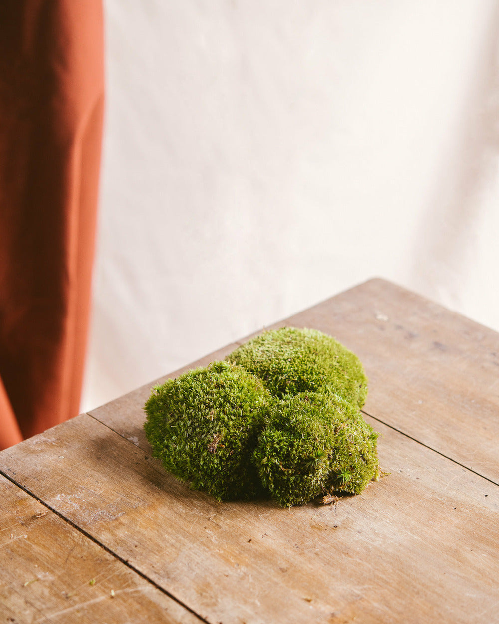  Mousse Boule - Terrariums