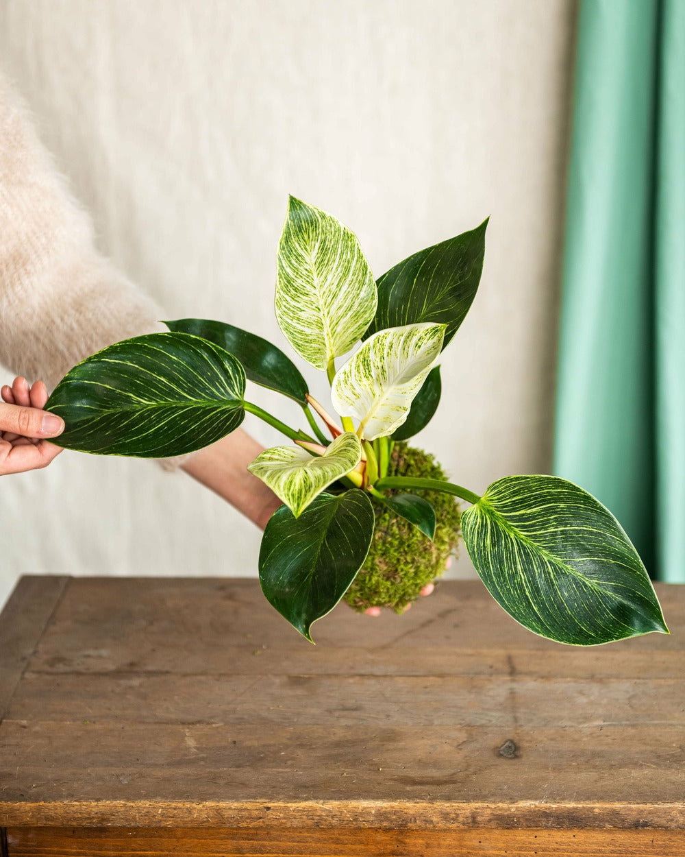  Kokedama - Philodendron Birkin