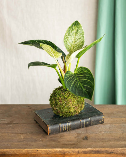  Kokedama - Philodendron Birkin