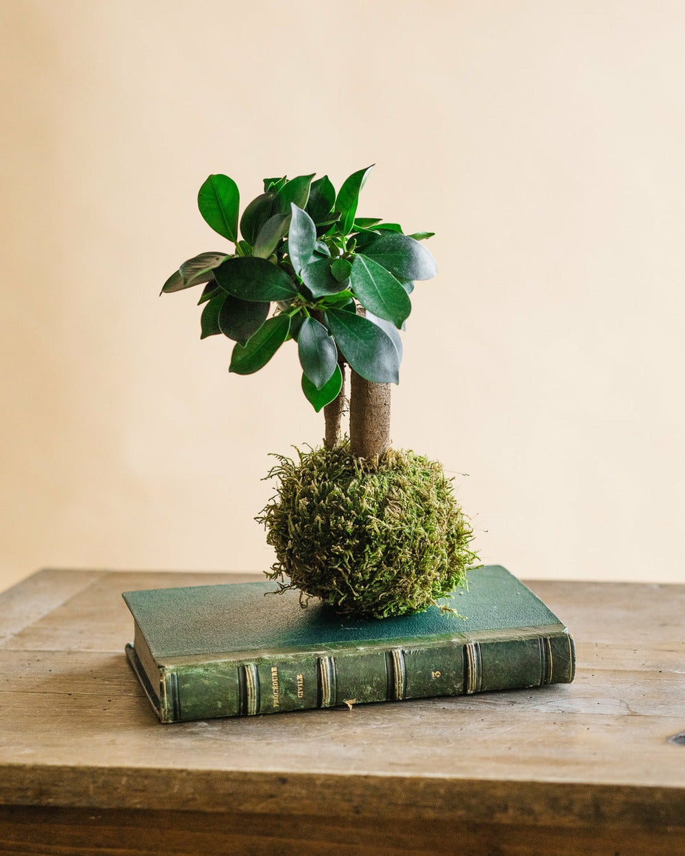  Kokedama - Ficus Microcarpa