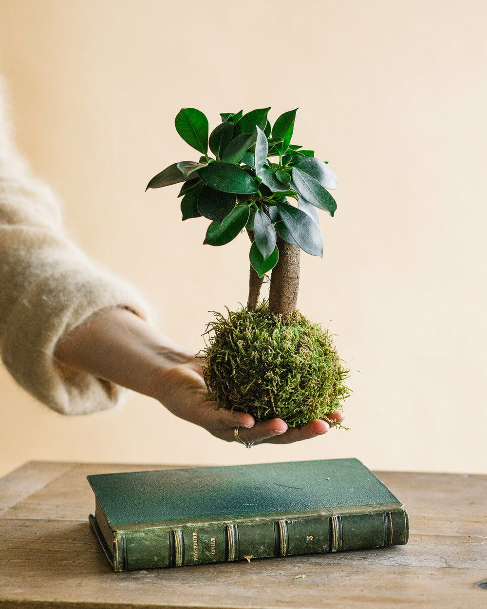  Kokedama - Ficus Microcarpa