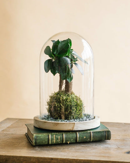  Kokedama - Ficus Microcarpa
