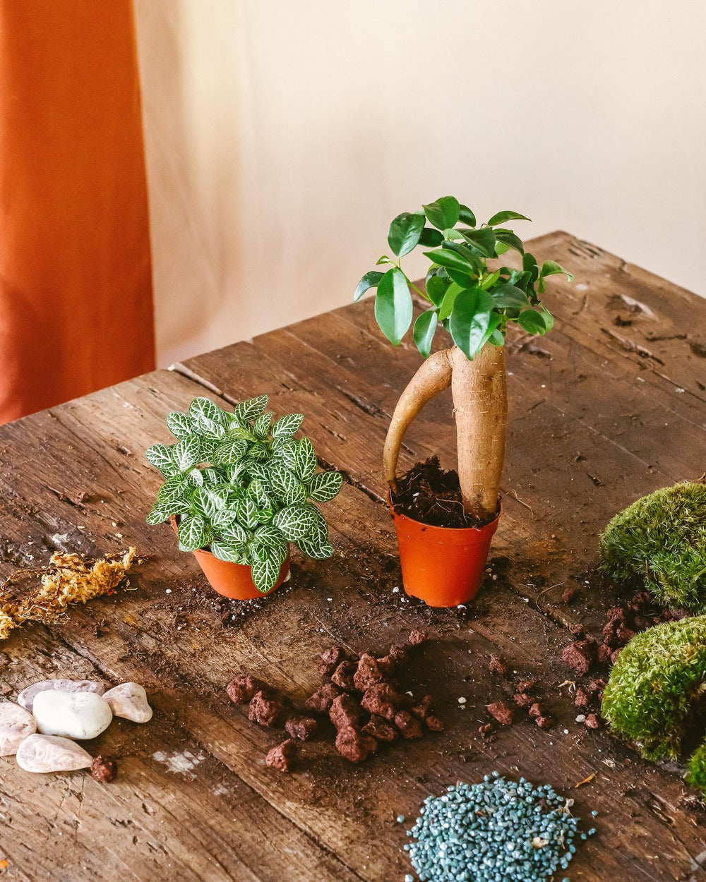  Kit Terrarium Diy 2 Plantes - Fittonia