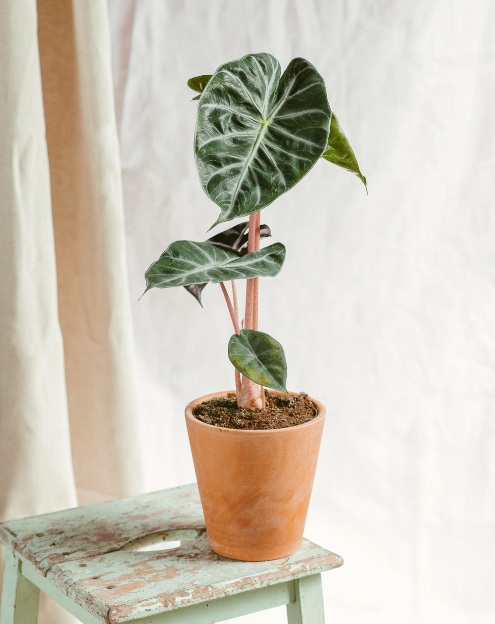  Plante D'intérieur - Alocasia Pink Dragon 25cm