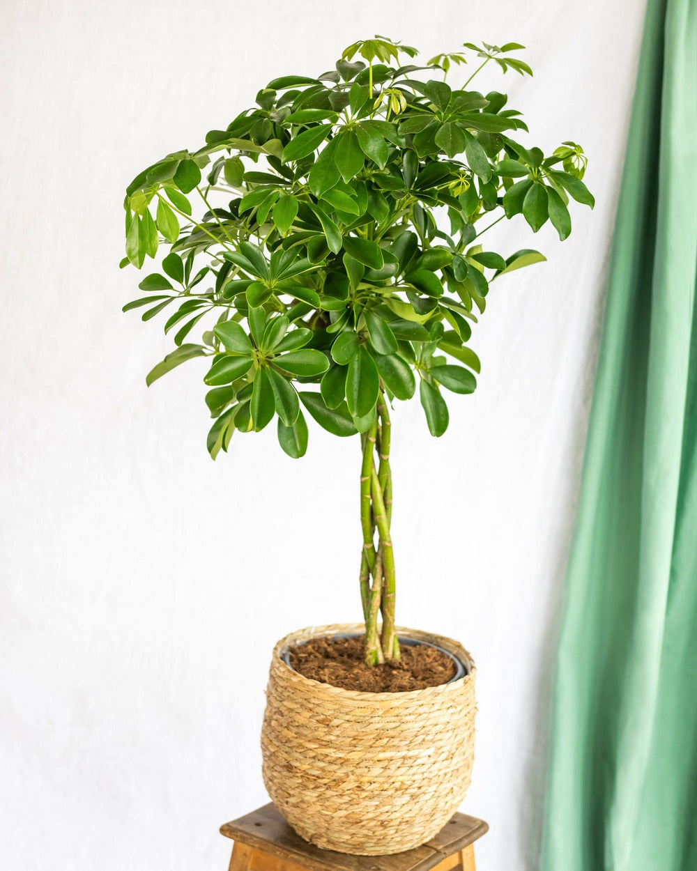  Plante D'intérieur - Schefflera Xl 90cm