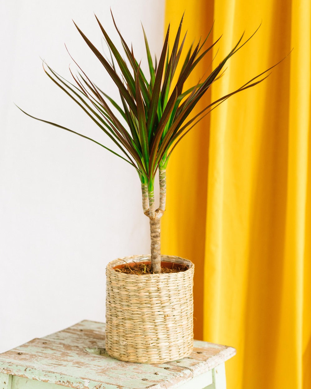  Plante D'intérieur - Dracaena Marginata Magenta 55cm