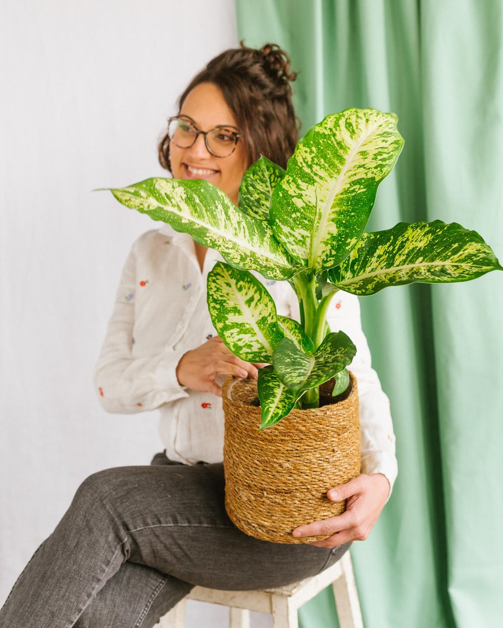  Plante D'intérieur - Dieffenbachia Compacta 60cm