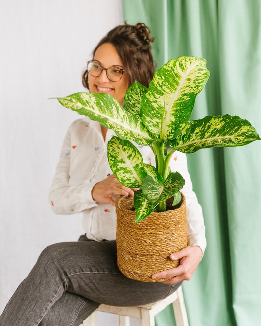 Plante D'intérieur - Dieffenbachia Compacta 60cm