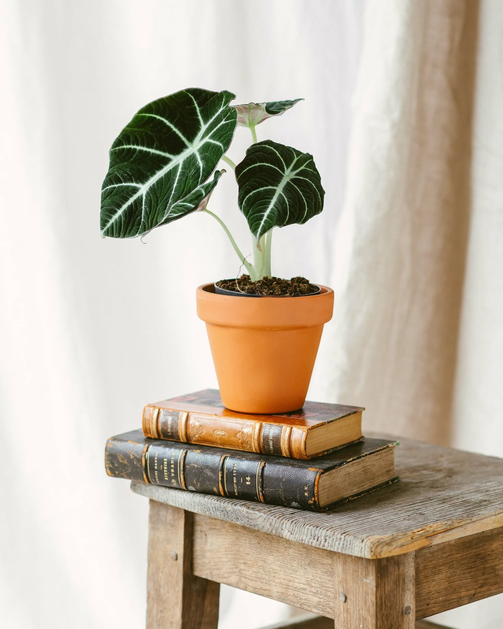  Plante D'intérieur - Alocasia Black Velvet 35cm