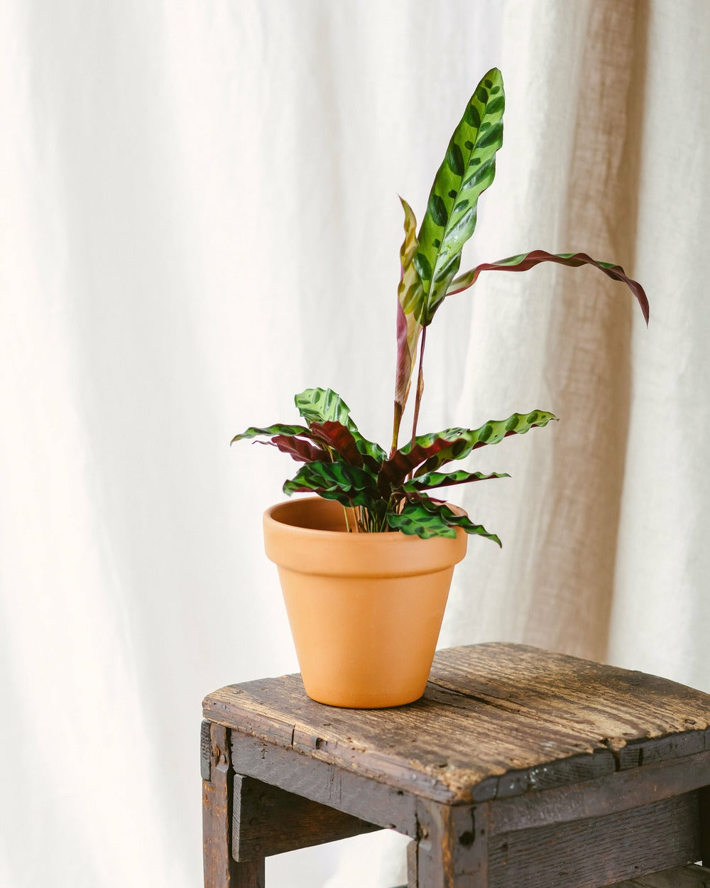  Plante D'intérieur - Calathea Lancifolia 50cm
