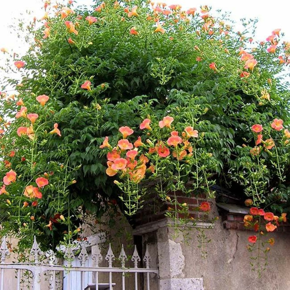  Bignone Grandiflora Campsis 3l - 60/90cm
